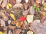 色づく落ち葉