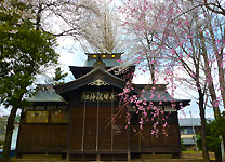 大圀魂神社桜