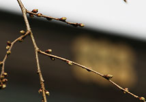 林昌寺の桜