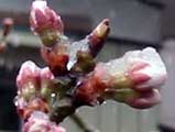 桜の芽,雪が積もる