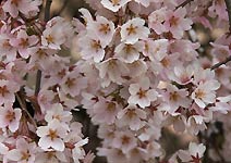 林昌寺の桜